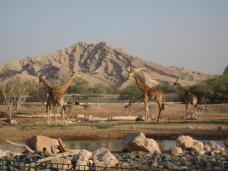 Al Ain Zoo